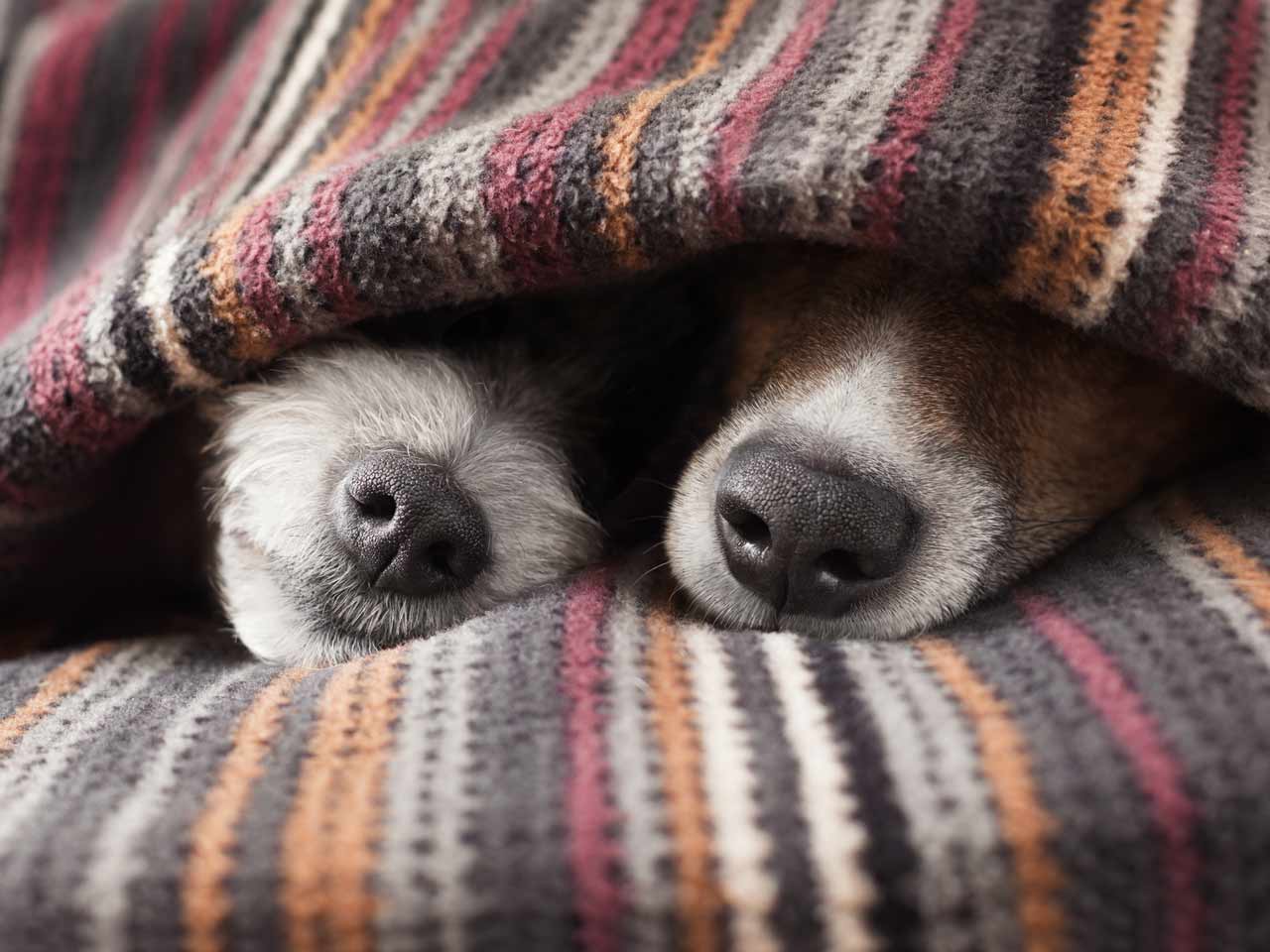 Dogs hiding under blanket