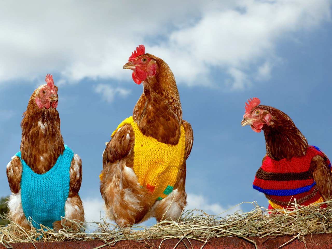 Chickens in vests
