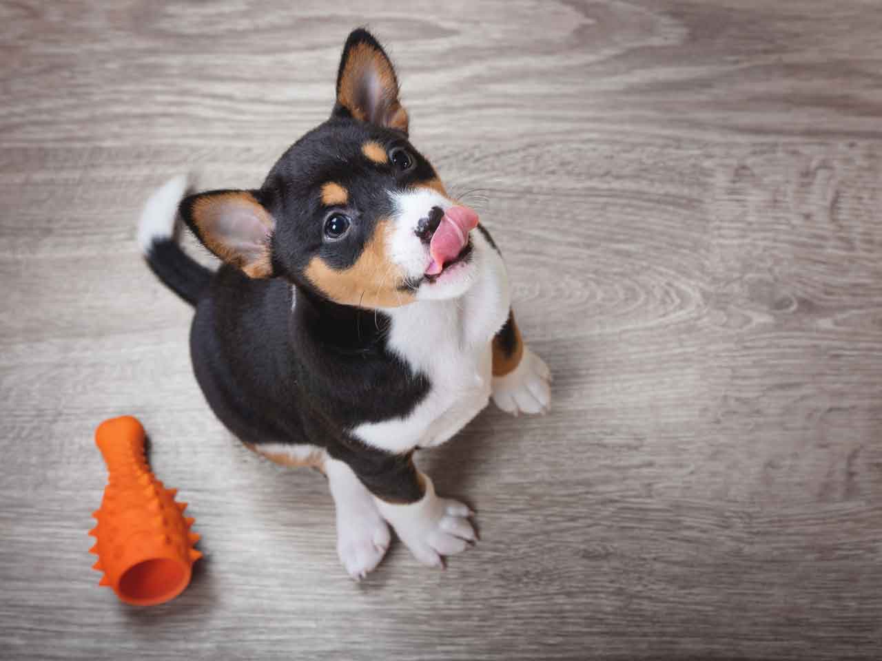 Puppy with toy