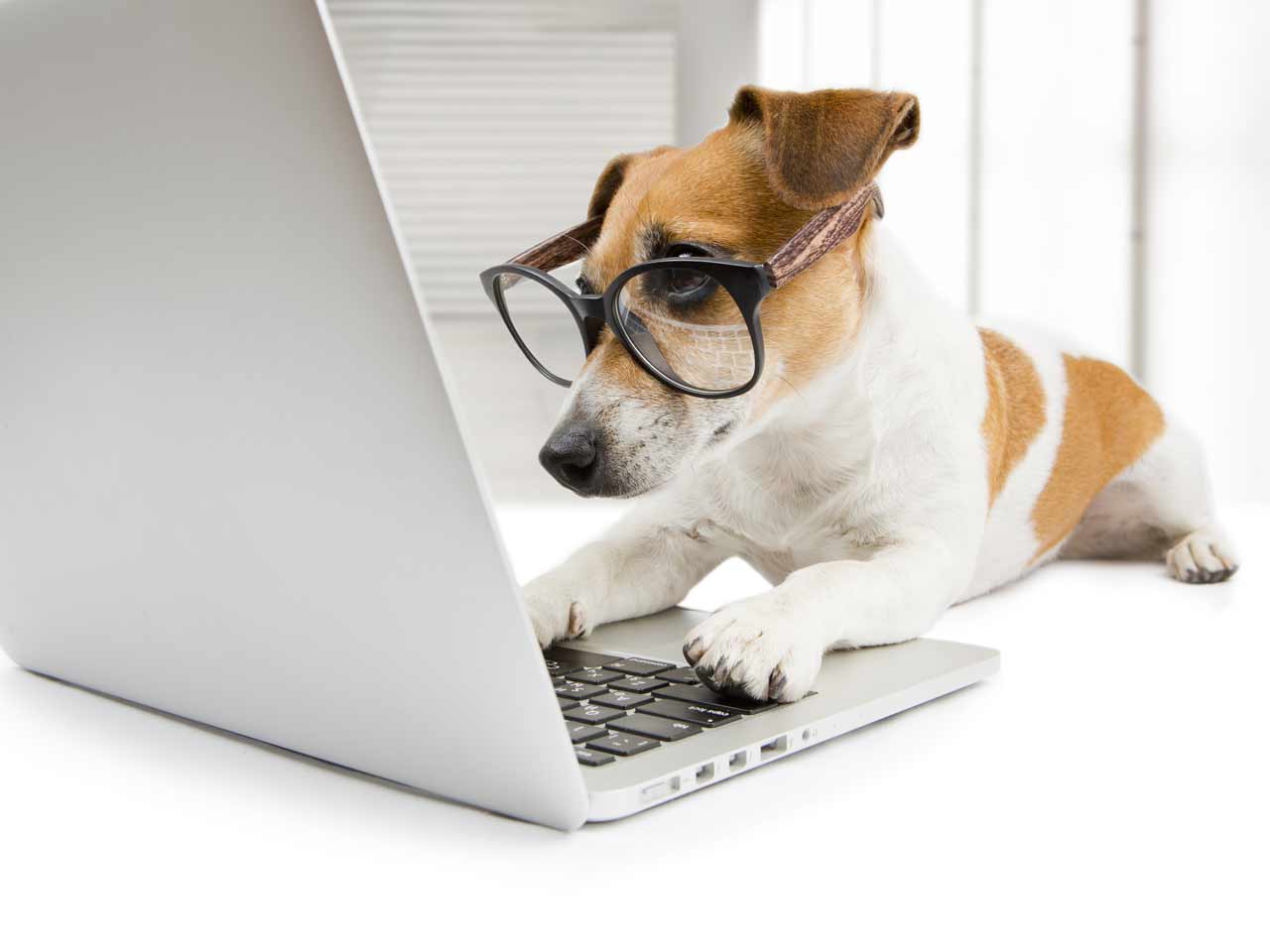 Terrier looking at computer screen