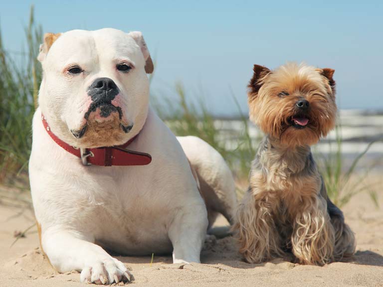Two dogs chillin' on the beach