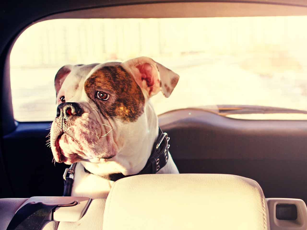 Dog travelling in the car