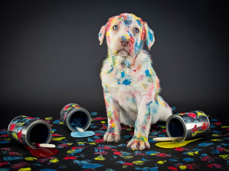 Puppy covered in paint