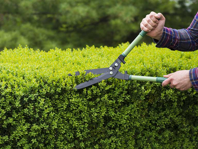 A man carefully trims a shared hedge