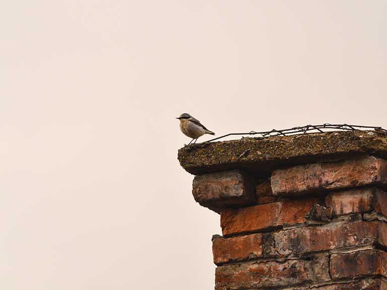 A bird perches on a chimney