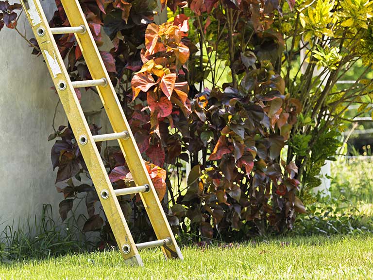 A ladder stands in a garden