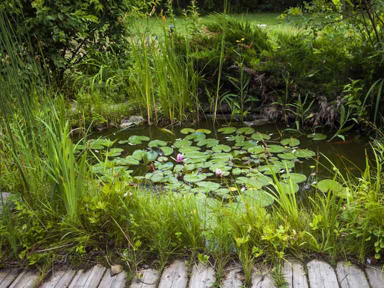 Small garden pond with water lilies growing on it, surrounded by shrubs and lawns. 