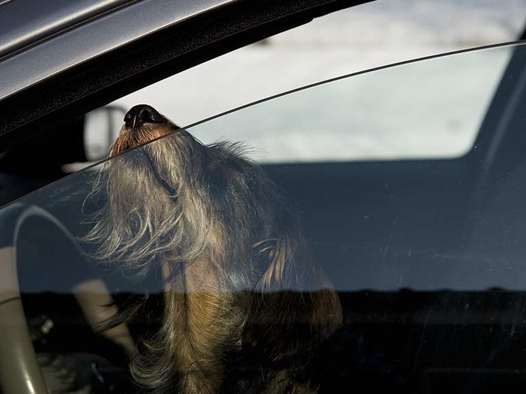 A dog in a hot car puts his nose to a crack in the window for air