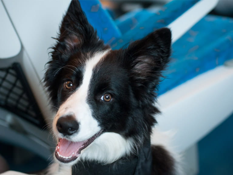 You can take up to two dogs per passenger on a train without charge, but they must be kept on a lead or in a carrier and must not take up a seat