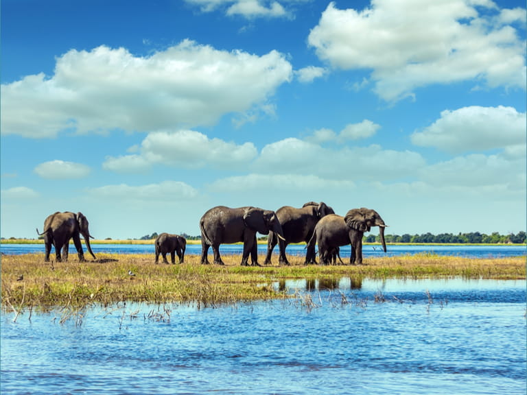 Chobe National Park in Botswana. Watering in the Okavango Delta. African elephants crossing river in shallow water.