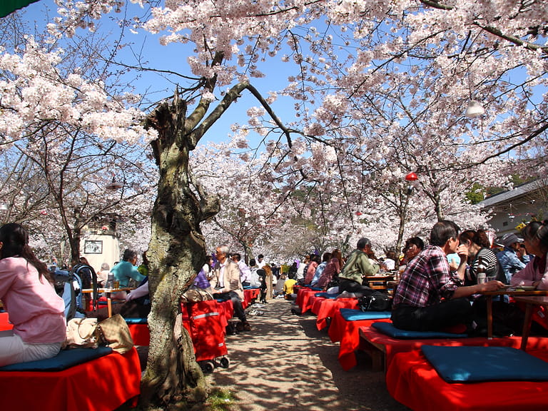 Japanese people gather on April 4th, 2010 in Maruyama Park in Kyoto, Japan to celebrate 
