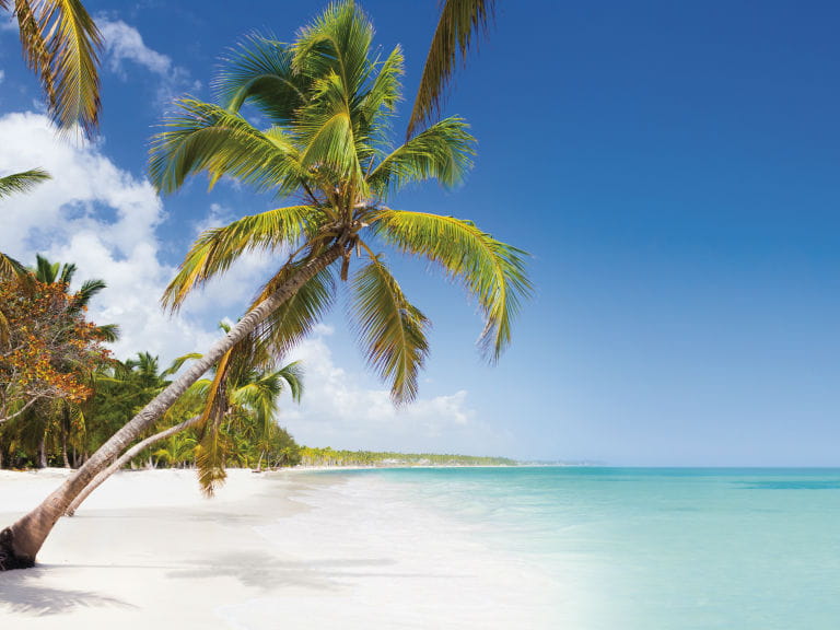 A coconut tree overhanging a beach in the Dominican Republic