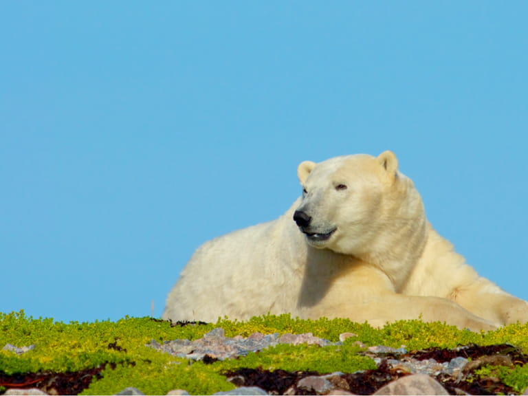 Lazy Canadian Polar Bear wallowing, stretching and sleeping on a grass patch in the arctic tundra of the Hudson Bay near Churchill, Manitoba in summer