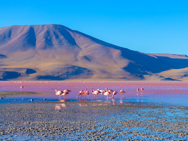 Group of pink flamingos in the colorful water of 