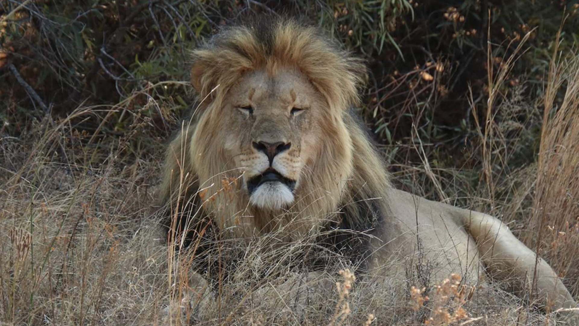 Wildlife travel - A lion in South Africa looks sleepily at the camera