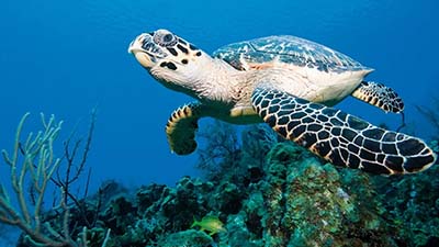 Turtle swimming over a reef