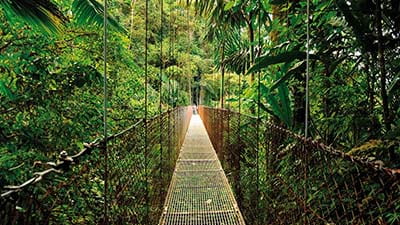A hanging bridge through a rain forest 