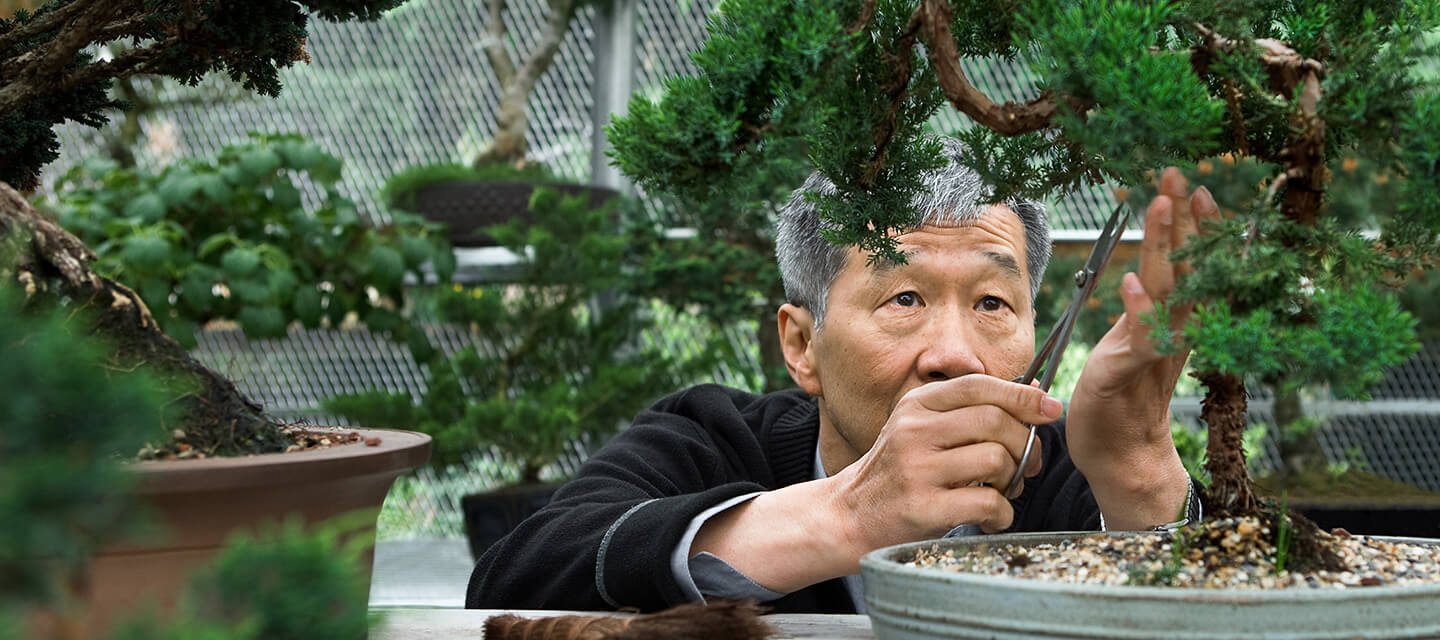 Senior concentrating while trimming a bonsai tree in his greenhouse.