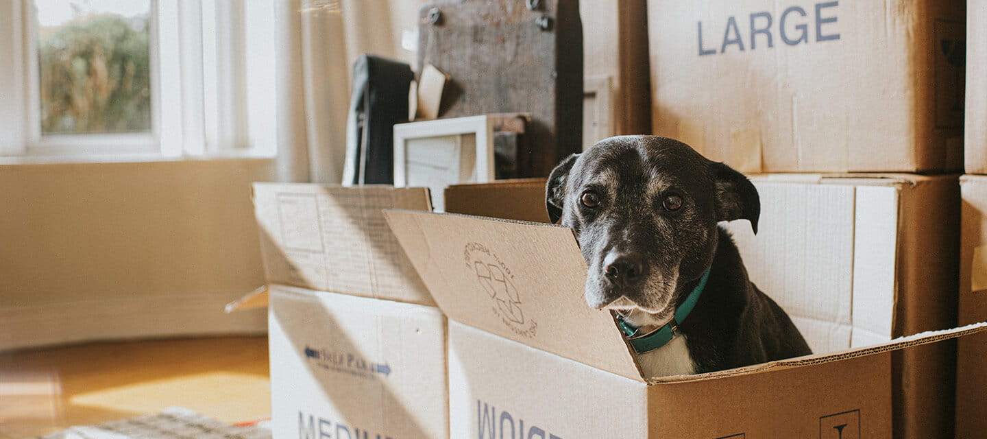 A dog sat in a cardboard box on moving day