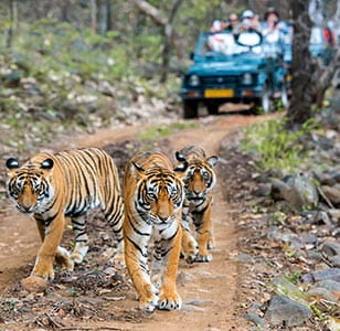 Bengal tigers in Ranthambore National Park in India
