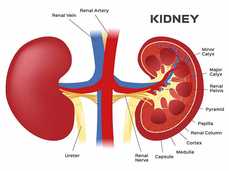 High blood pressure and kidney disease - Saga