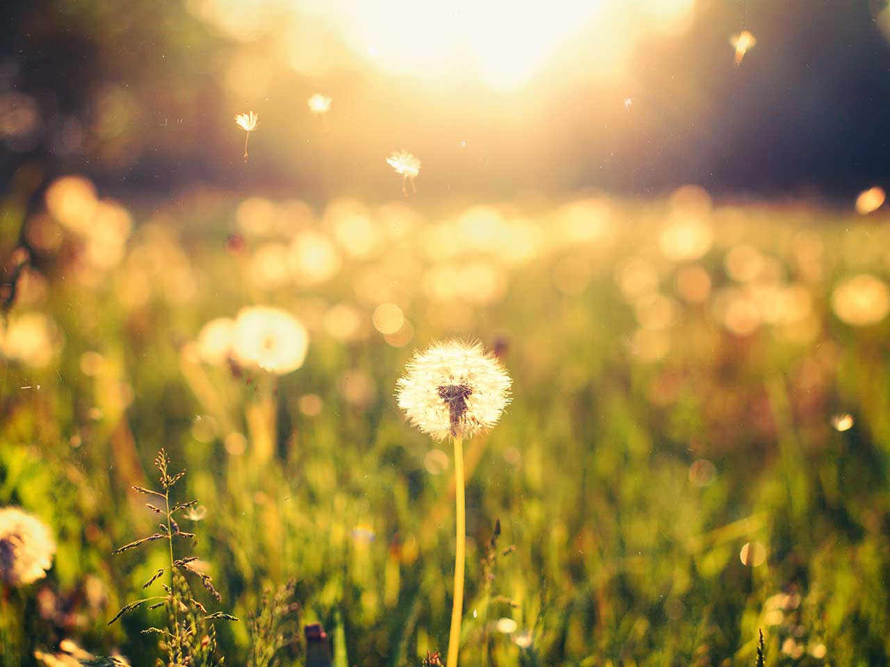 Dandelion in field on a sunny day 