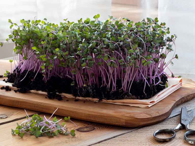 Red cabbage microgreens