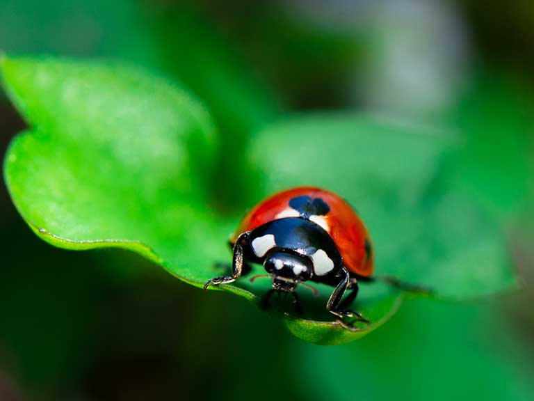 Harlequin ladybird or ladybug