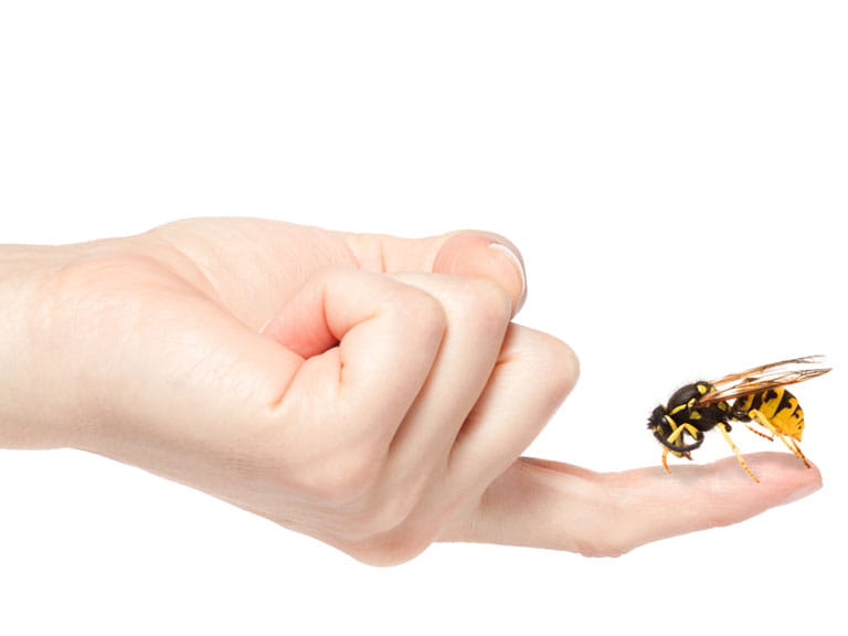 wasp on finger