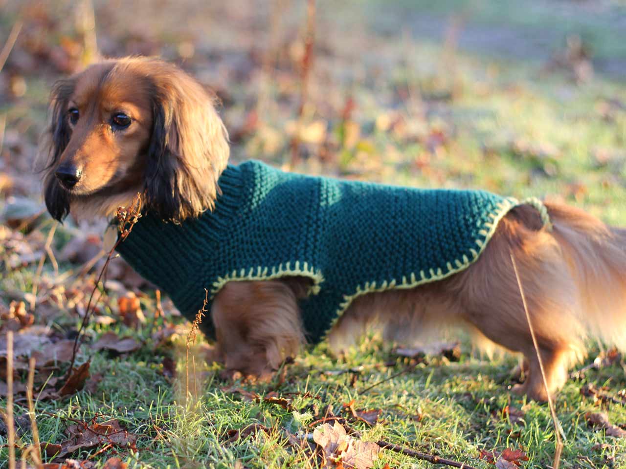 dog-coat-knitting-pattern-saga