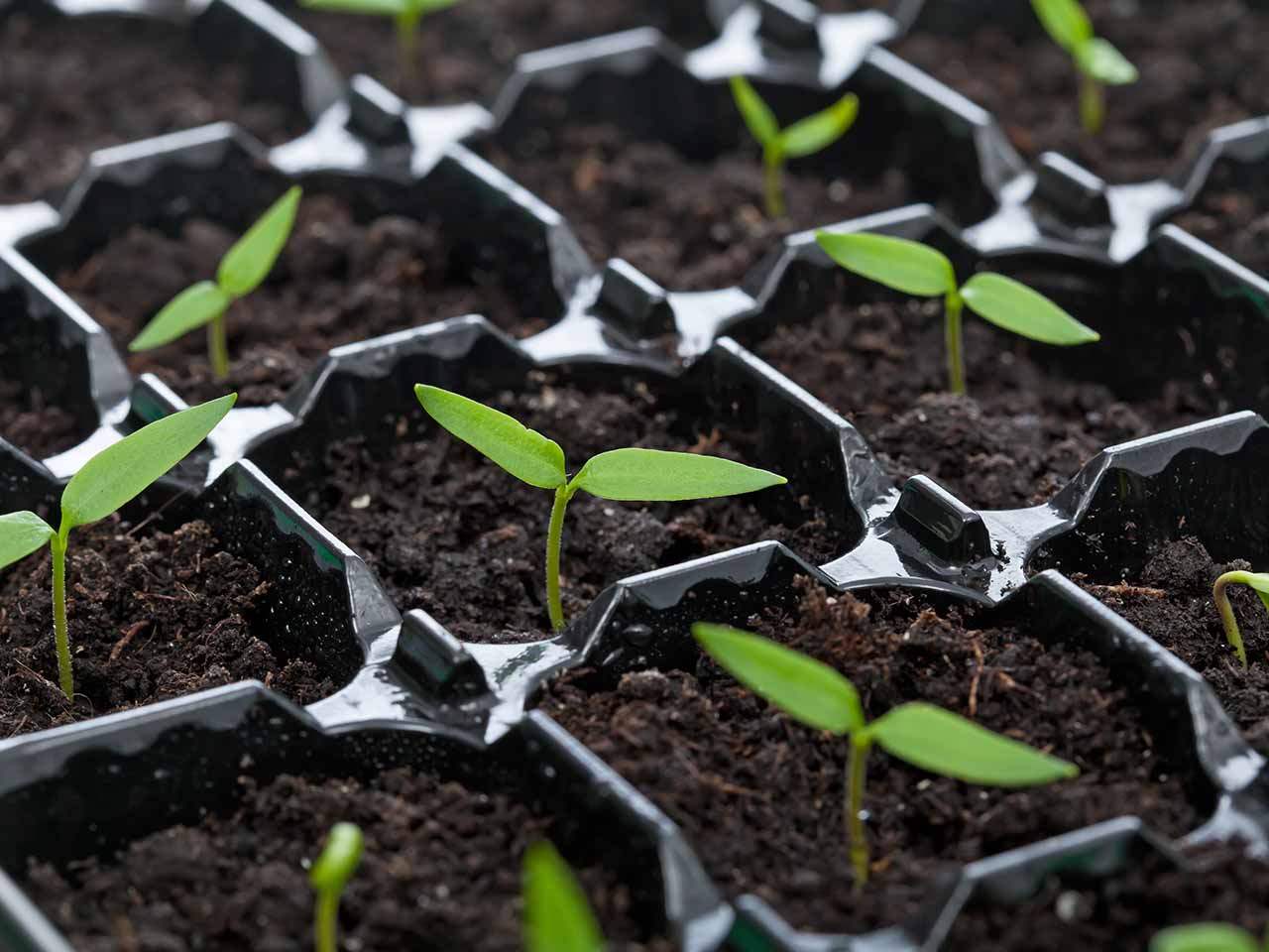 Seedlings in pots 
