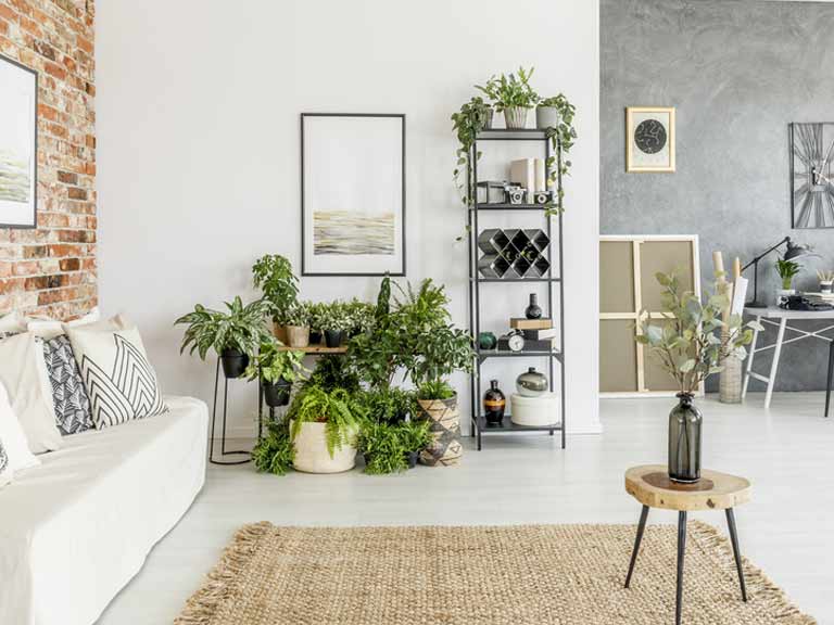 House plants in a modern interior