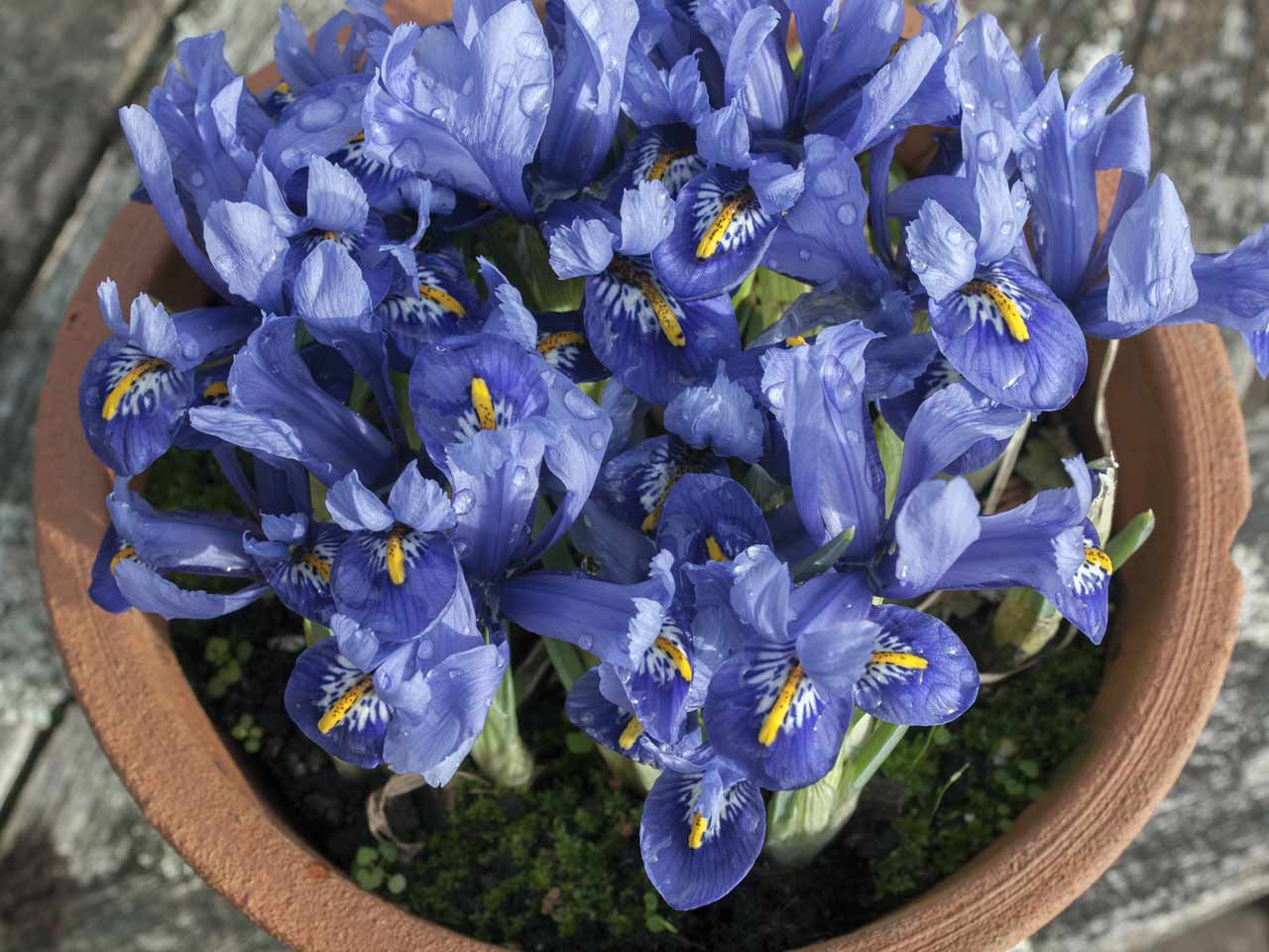 Iris reticulata