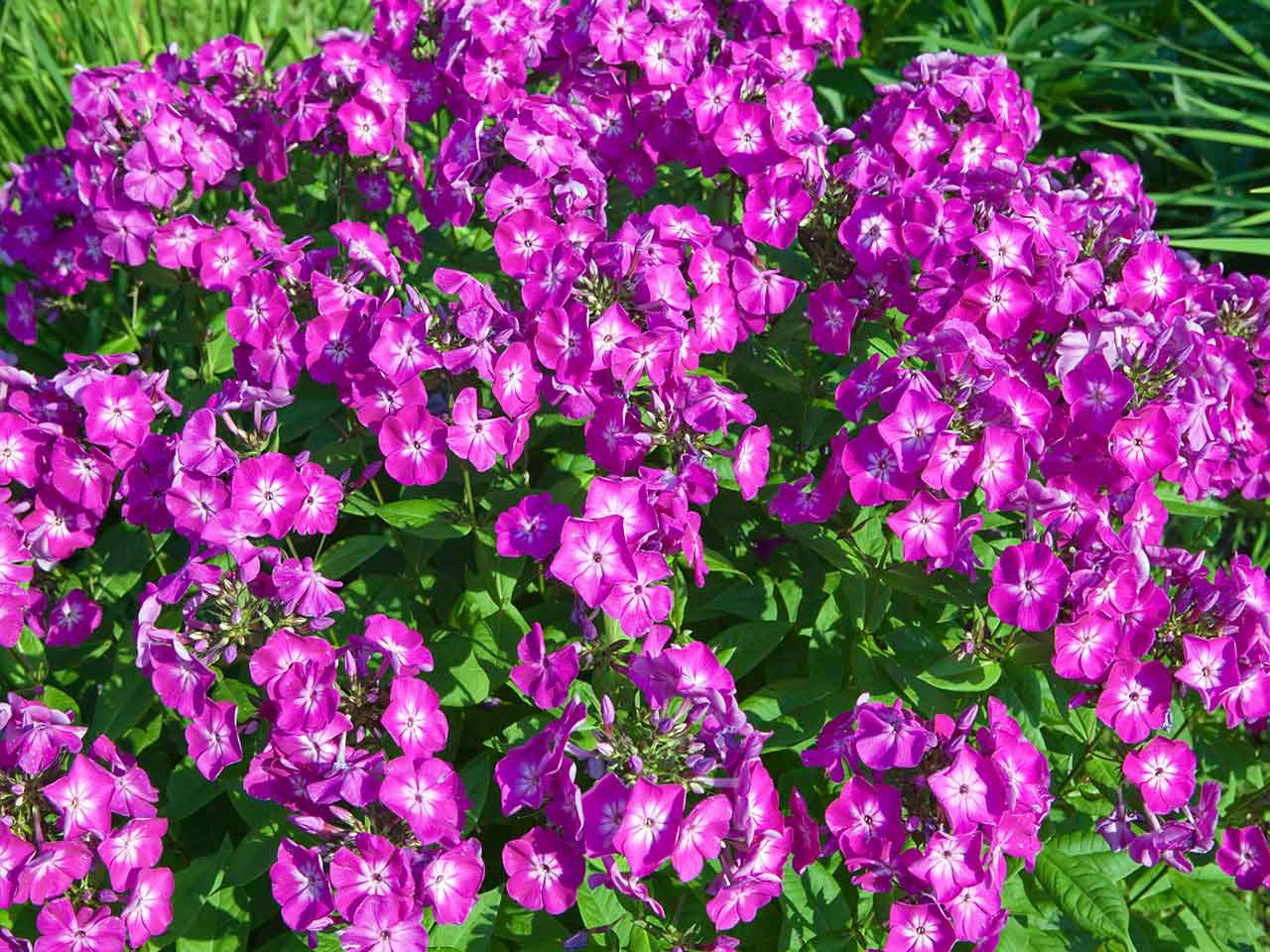 Purple fragrant phloxes growing outside 