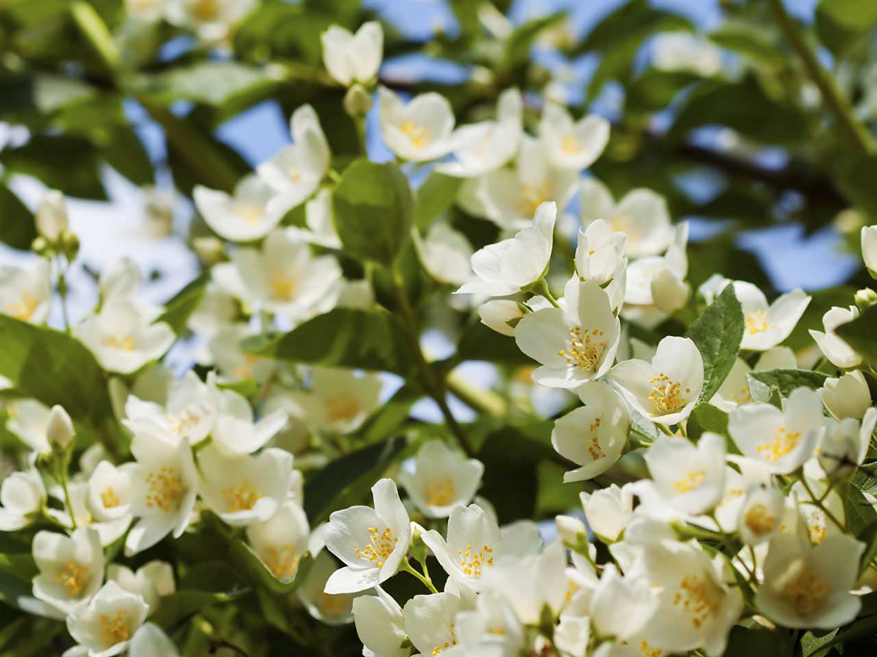 These 12 plants make your stroll through the garden smell as good as it looks