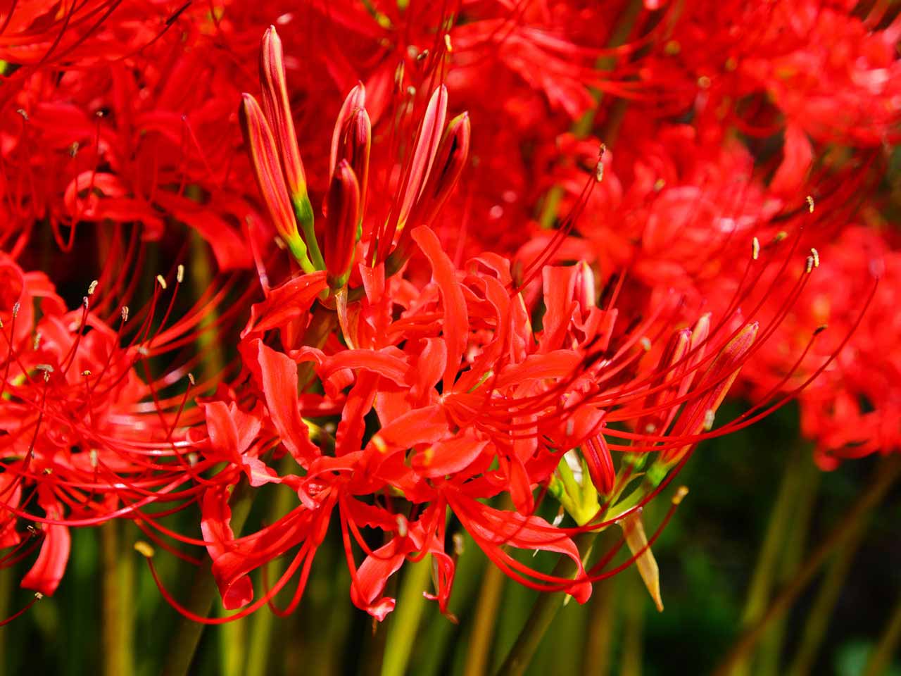 Red hippeastrum plants