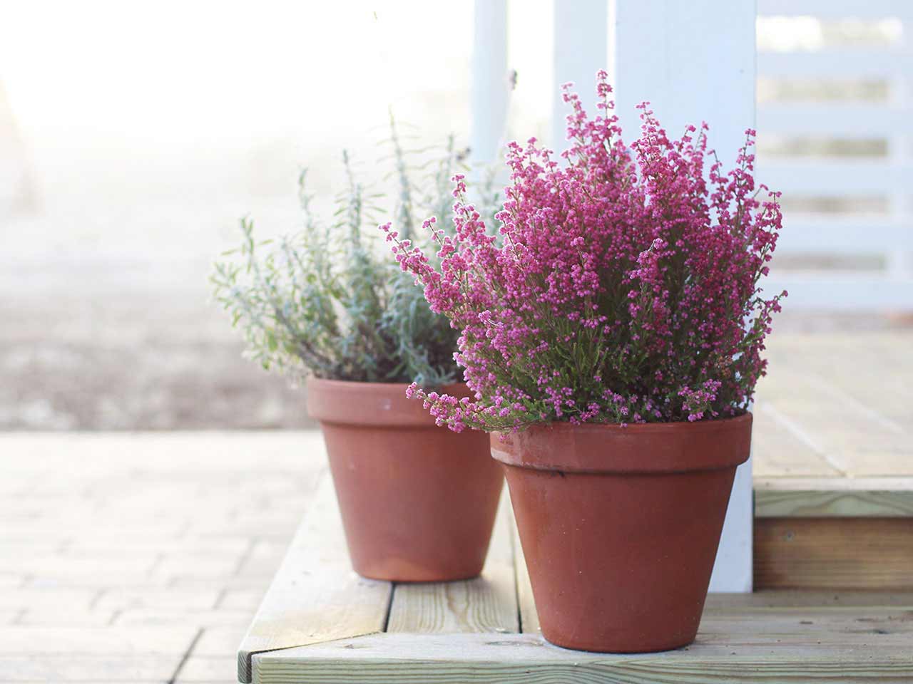 Ponk heather growing in pots