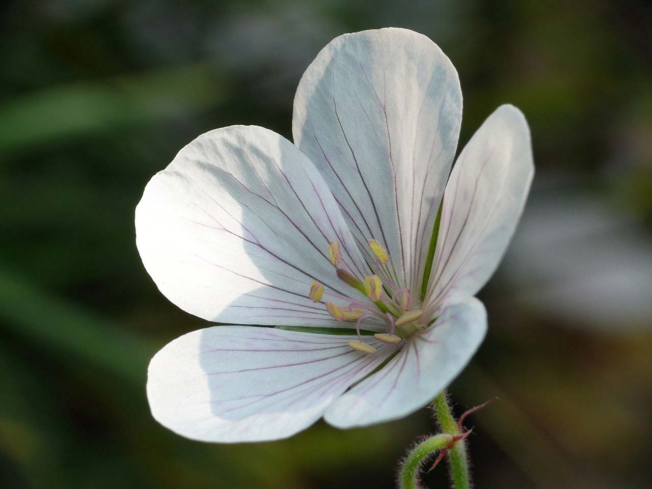 'Kasmir White' geranium flower
