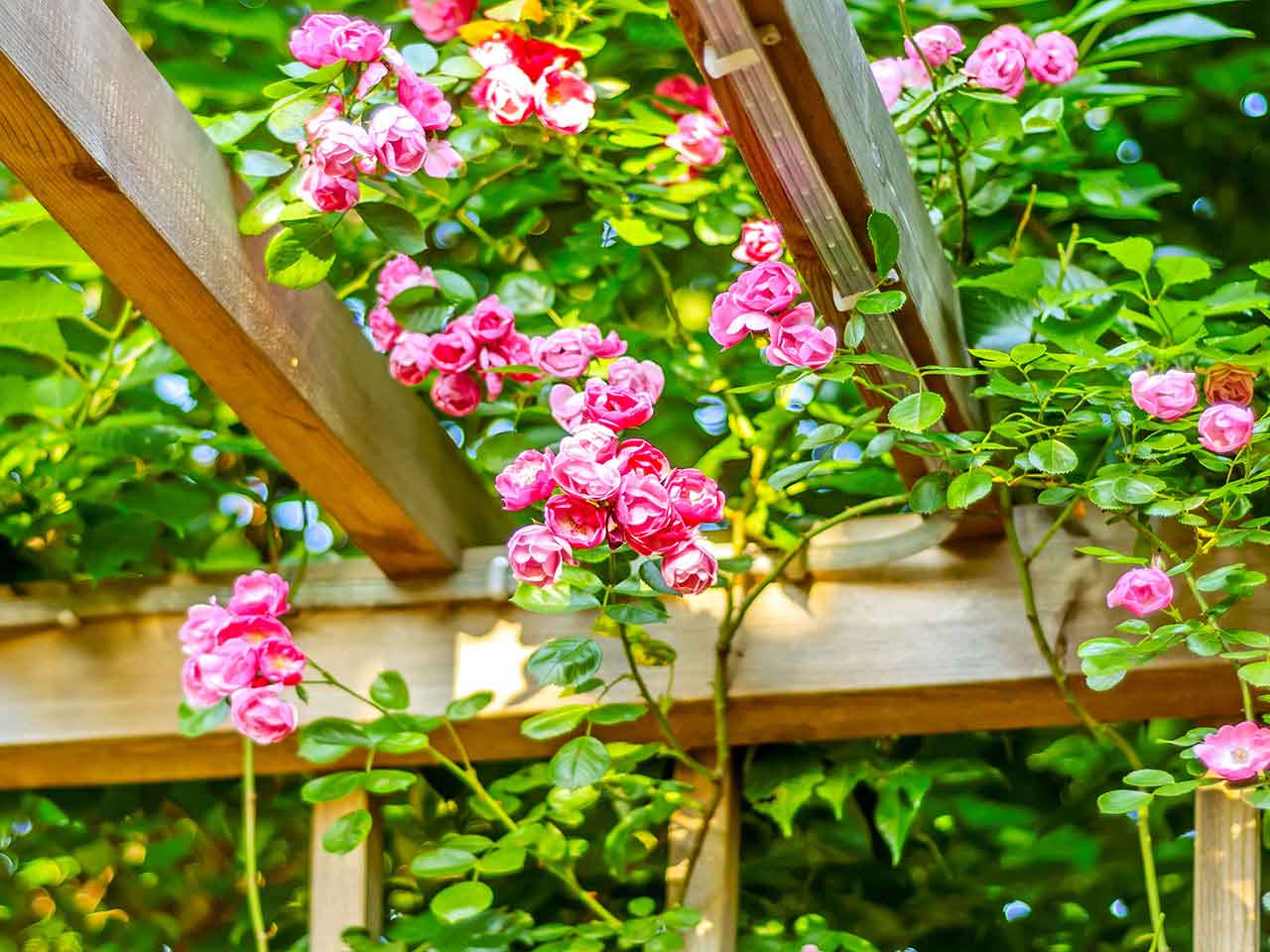 Rambling roses growing over a wooden frame