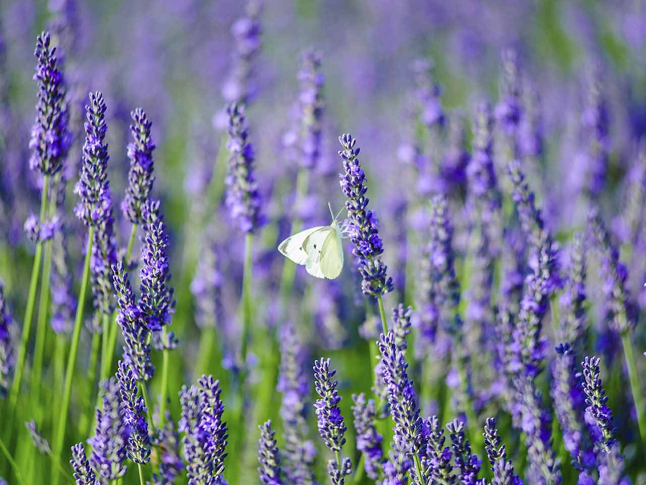 Butterfly sitting on correctly pruned lavender