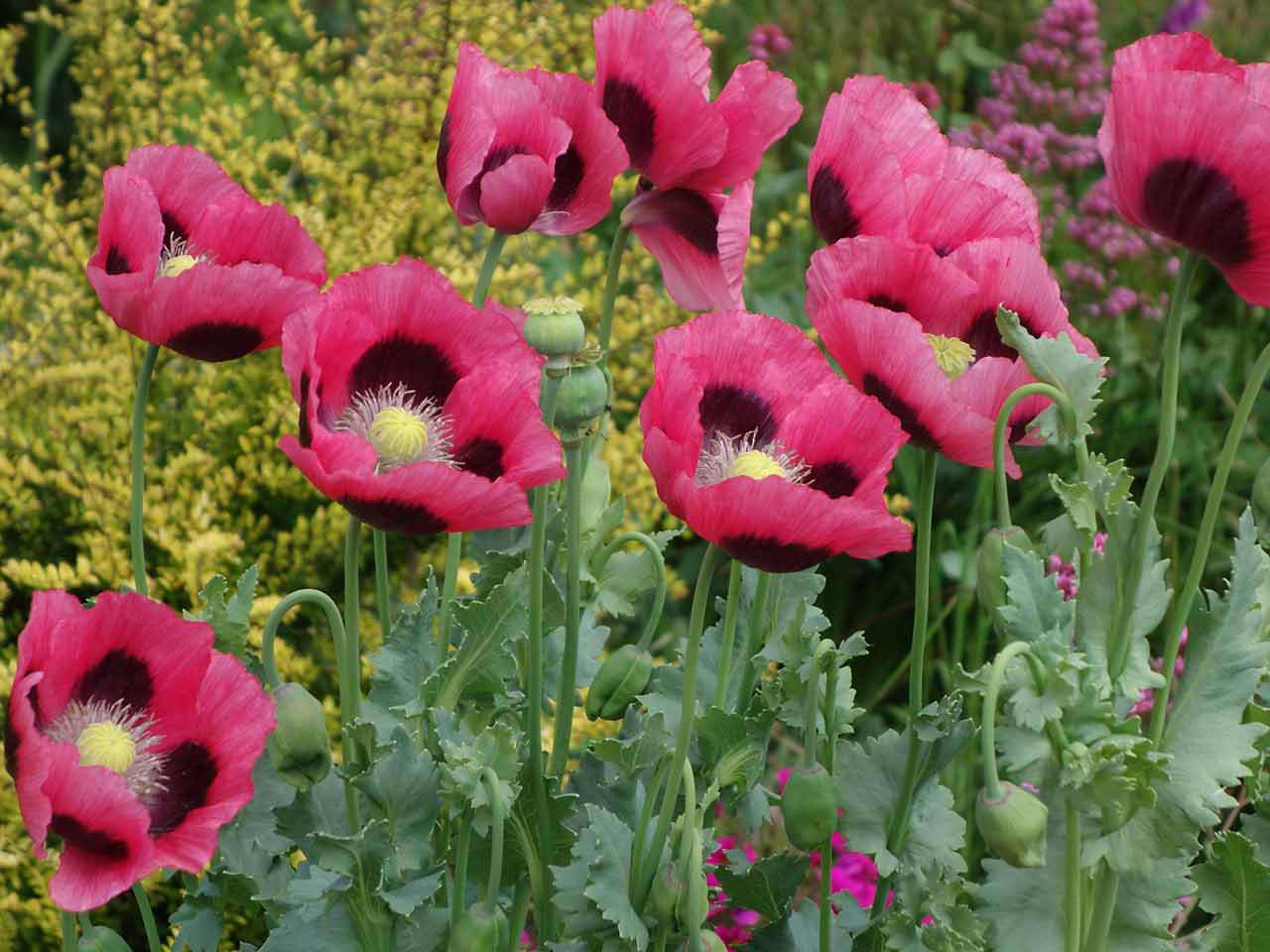 Pink oriental poppies growing in the garden