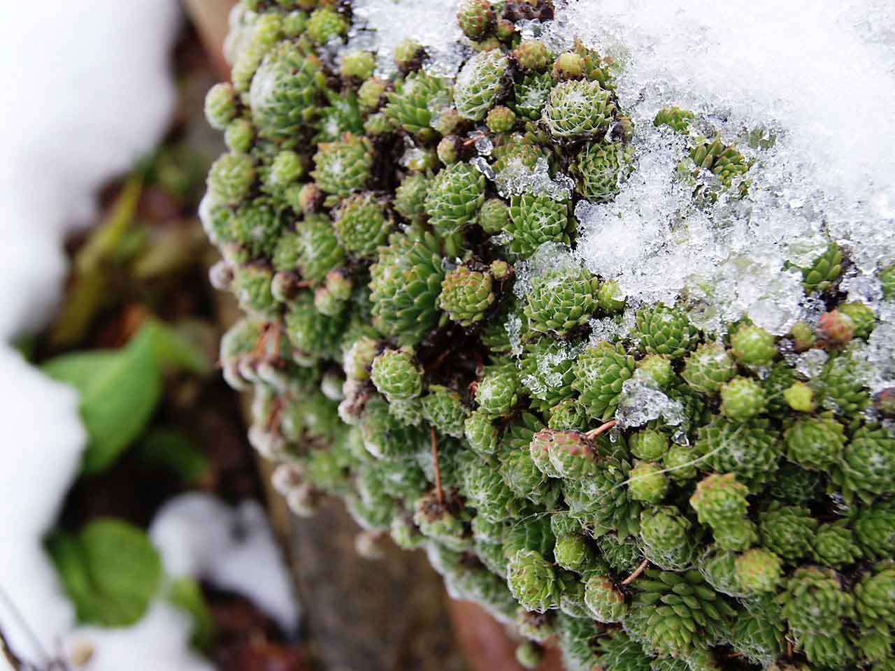 Pot plant ouside in winter covered in ice and snow