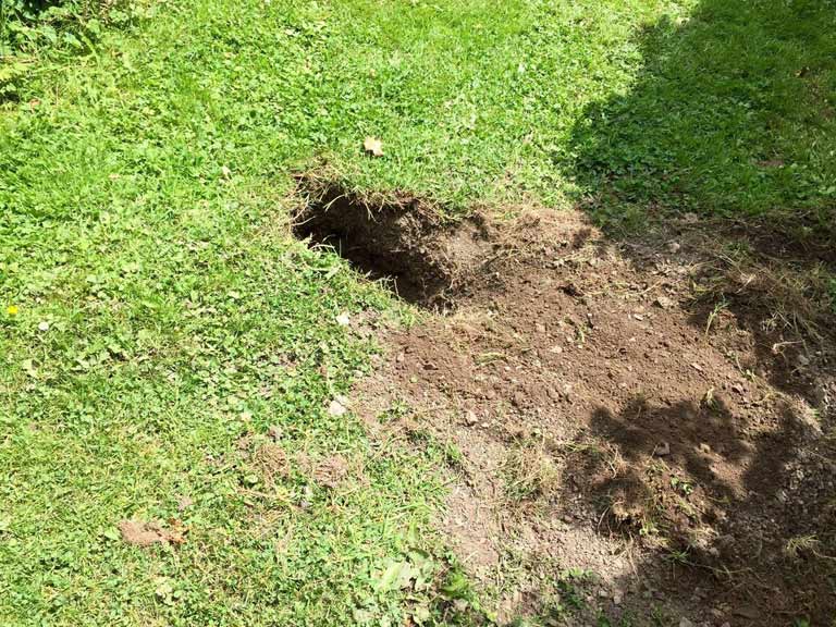 A hole in the lawn dug by a badger