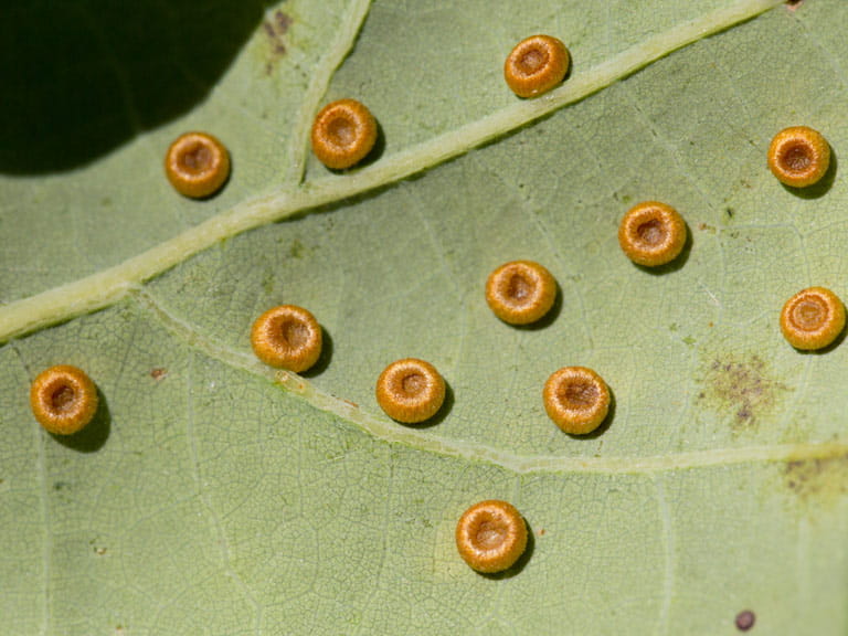 Silk button galls on underside of oak leaf