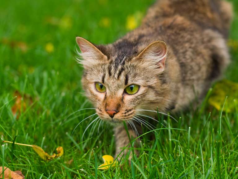Cat Deters How To Keep Cats Out Of, What Can I Put Around My Garden To Keep Cats Out Of Yards