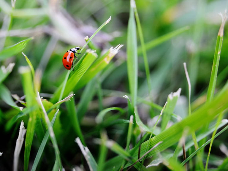 Ladybird on a blade of grass