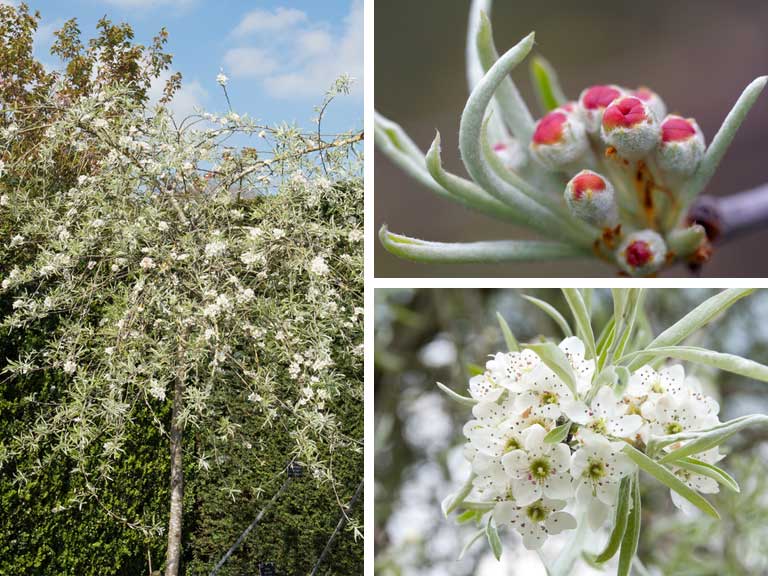 Pyrus salicifolia ‘Pendula’ blossom detail