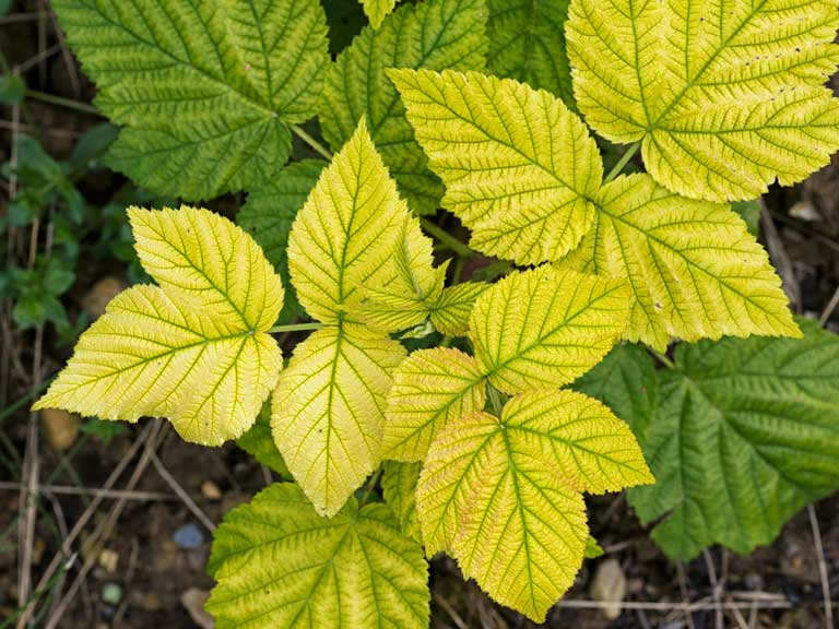 Raspberry Leaves Turning Red: Uncover the Causes!