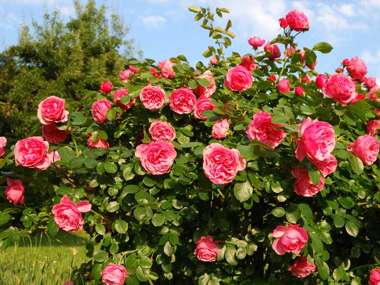 Bushy rose