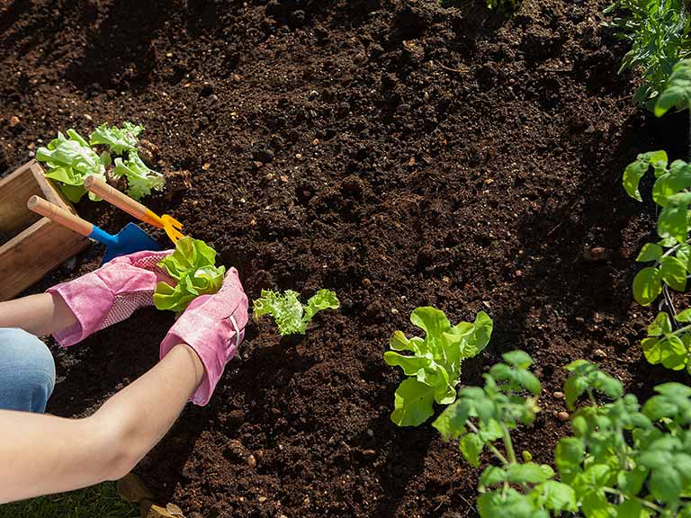 Gardener planting into soil